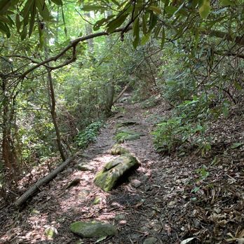 Pisgah National Forest - Hiking Near Me - Pisgah Forest, North Carolina