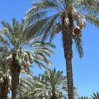 Shields Date Garden - Fruits & Veggies Near Me - Indio, California Shields Date Garden - Fruits & Veggies Near Me - Indio, California