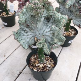 Cool cactus! Cool cactus!