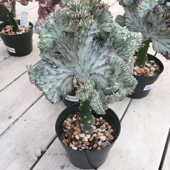 Martin Garden Center - Cool cactus! - Nurseries & Gardening Near Me - Greenville, South Carolina Martin Garden Center - Cool cactus! - Nurseries & Gardening Near Me - Greenville, South Carolina