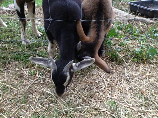 Wilklow Orchards by null