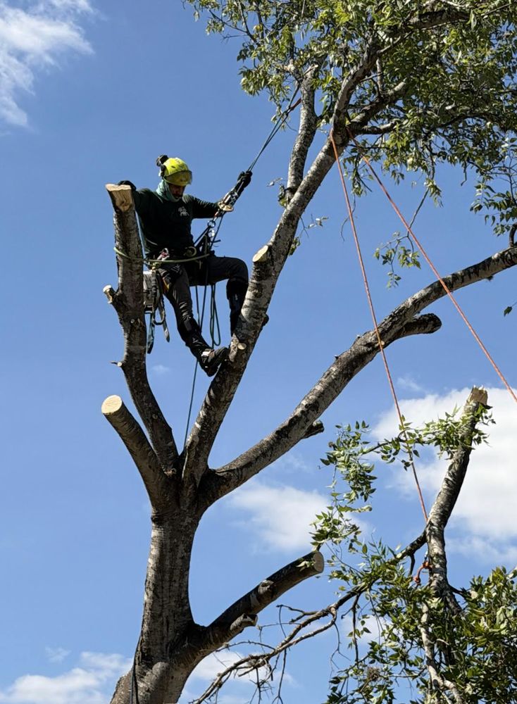 3 Monkeys Tree Service - tree service in San Antonio, TX