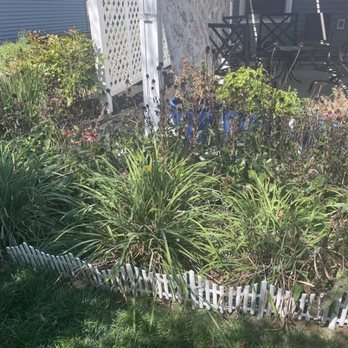 Jets Services - Cone flower and day Lilly bed before Ari cut it back - Lawn Services Near Me Jets Services - Cone flower and day Lilly bed before Ari cut it back - Lawn Services Near Me