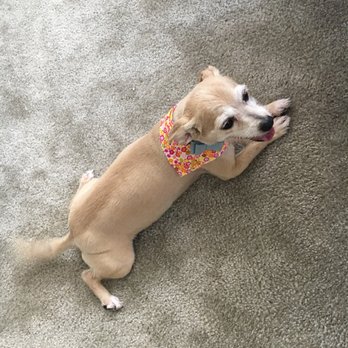 We Groom Pets - Pet Groomers Near Me - Downey, California We Groom Pets - Pet Groomers Near Me - Downey, California