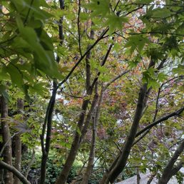 Garden Garden