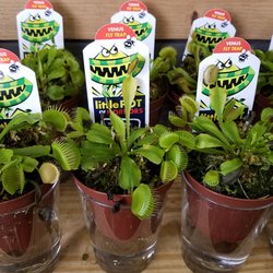 Fancy Plants - Venus Fly Traps