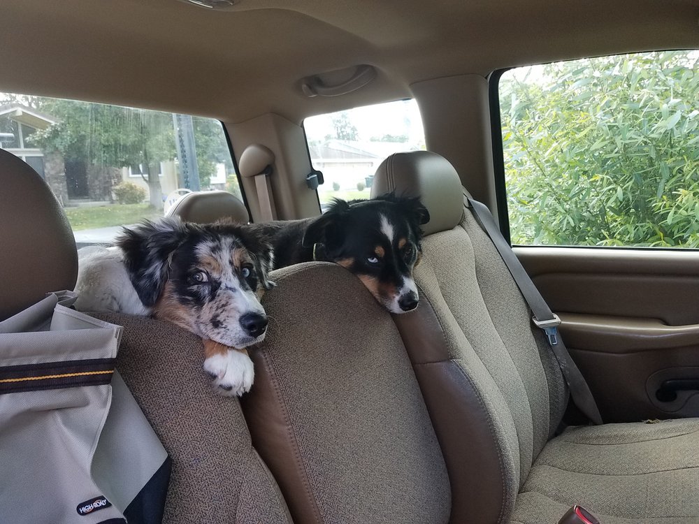 PLEASANT POOCH DAYCARE AND BOARDING Updated August 2024 24 Photos