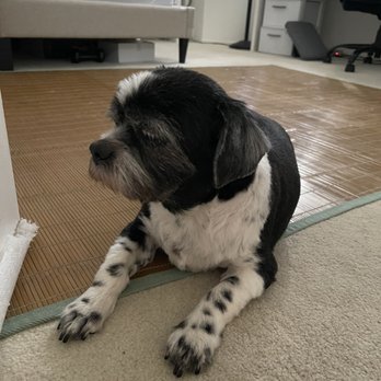 Max’s Happy Paws Grooming - My 14 year old senior dog, Sydney, loves to get pampered here - Pet Groomers Near Me - Alhambra, California Max’s Happy Paws Grooming - My 14 year old senior dog, Sydney, loves to get pampered here - Pet Groomers Near Me - Alhambra, California