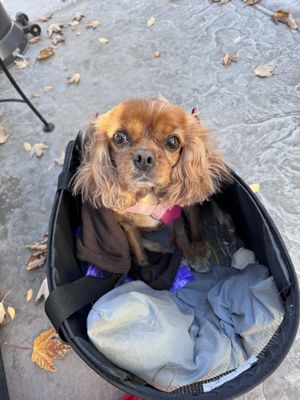 La Pergola Trattoria by null