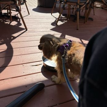 Prost Biergarten - Puppy drinks! - German Near Me - Wilmington, North Carolina