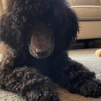 Four Paws Stay & Play - Pet Sitting Near Me - Verona, New Jersey Four Paws Stay & Play - Pet Sitting Near Me - Verona, New Jersey