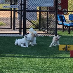 Newbridge Road Park Dog Run