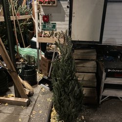 Romp Family Christmas Trees