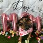 Photo of Camp Bow Wow Boulder
