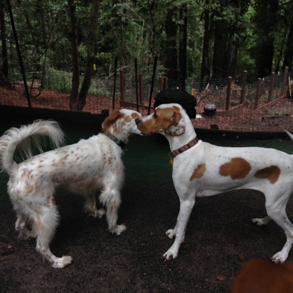 HAPPY TAILS PET SITTING, DAY CARE & BOARDING Updated October 2024