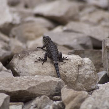 Cougar Crest Trail - Plenty of lizards! - Hiking Near Me Cougar Crest Trail - Plenty of lizards! - Hiking Near Me