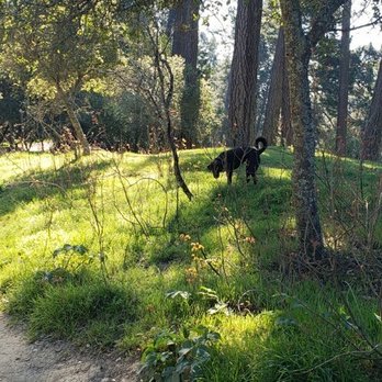 Wagging Walks - Dog on off leash hike - Dog Walkers Near Me