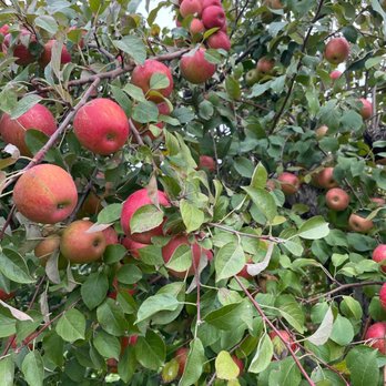 Whistling Well Farm - The best apples in the orchard - can't remember the variety (possibly sweet tango) - Fruits & Veggies Near Me - Hastings, Minnesota Whistling Well Farm - The best apples in the orchard - can't remember the variety (possibly sweet tango) - Fruits & Veggies Near Me - Hastings, Minnesota