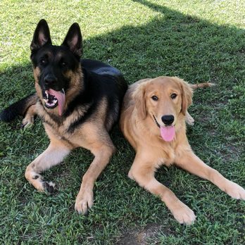 Click Treat Repeat Canine Coaching - My GSD Timber absolutely loves other dogs! He thinks my job is fantastic! - Pet Training Near Me