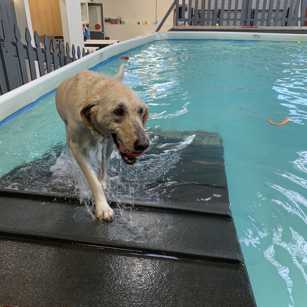 Bowwow Fun Towne - Pet Sitting Near Me - Kenmore, Washington Bowwow Fun Towne - Pet Sitting Near Me - Kenmore, Washington