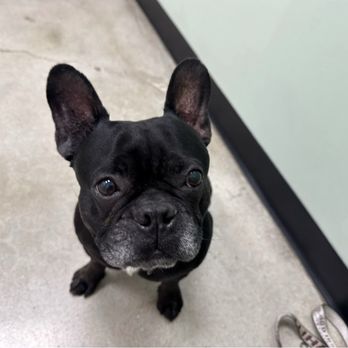 Nohl Ranch Animal Hospital - Veterinarians Near Me - Orange, California Nohl Ranch Animal Hospital - Veterinarians Near Me - Orange, California
