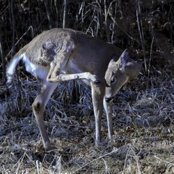 Young deer, unafraid, relaxing on a dry, frozen pond.