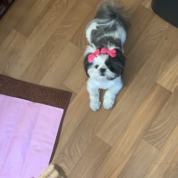 All About Paws - My baby London looks awesome after her visit to All About Paws - Pet Groomers Near Me - North Las Vegas, Nevada