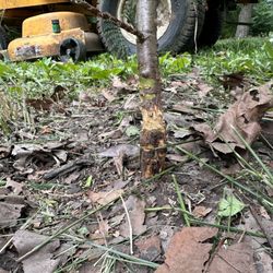 Casimiro Landscaping Services