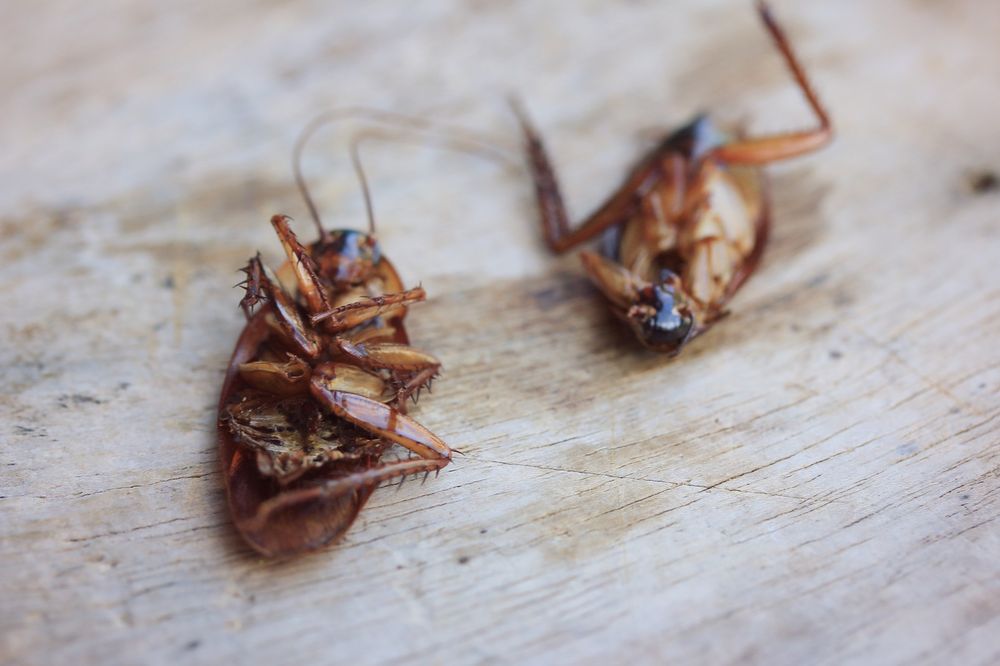 ENVIRONMENTAL PEST SOLUTIONS Updated October 2024 Hickory, North