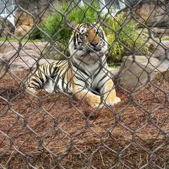 Mike the Tiger Habitat - Local Flavor Near Me - Baton Rouge, Louisiana Mike the Tiger Habitat - Local Flavor Near Me - Baton Rouge, Louisiana