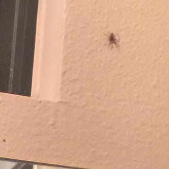 Serrano Highlands - Spider infested - Apartments Near Me - Lake Forest, California