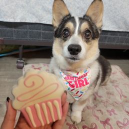 Cupcake cookie around $2