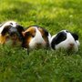 Photo of Petmeisters Pet Sitting