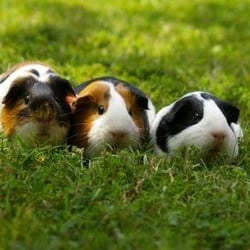 Petmeisters Pet Sitting - Three Happy Clients!