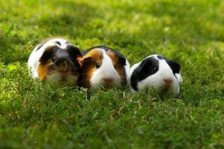 Petmeisters Pet Sitting - pet boarding facility in Decatur, GA