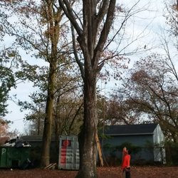 Vince's Tree & Landscaping Service - Nothing like a big dead oak tree to start the day.