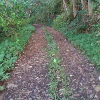 The Powerline Trail - Seemed so easy for the first .25!?! - Hiking Near Me - Princeville, Hawaii The Powerline Trail - Seemed so easy for the first .25!?! - Hiking Near Me - Princeville, Hawaii