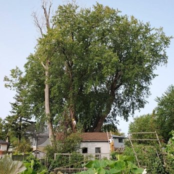 Lawn Wizard Tree & Property Maintenance - Photo - Tree Services Near Me - Scarborough, Ontario Lawn Wizard Tree & Property Maintenance - Photo - Tree Services Near Me - Scarborough, Ontario