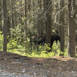Island Park Rentals - Moose