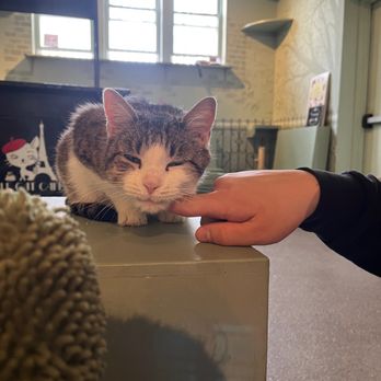LE CAT CAFE - Updated February 2026 - 154 Photos & 60 Reviews - 2713 W