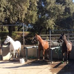Beach Lake Stables