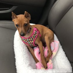 Pine Cone Kennels - Our Natalia