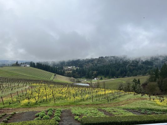 Winderlea Vineyard & Winery by null