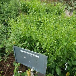 Comfort Farms - Peppers...