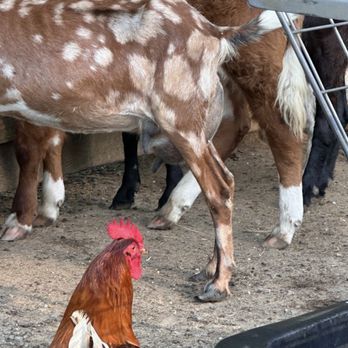 Charming Hill Farm - Attraction Farms Near Me - Amissville, Virginia