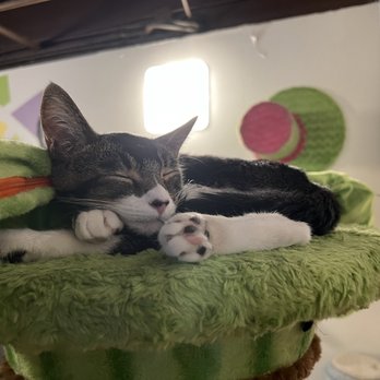 The Cat Cafe - Coffee & Tea Near Me - San Diego, California The Cat Cafe - Coffee & Tea Near Me - San Diego, California