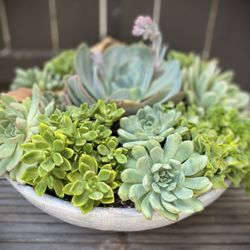 VERTmalibu - Custom Succulent Creations