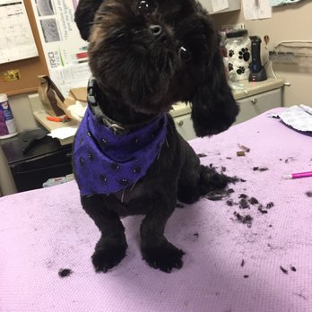 Canine Cloud Nine - Pet Groomers Near Me - Carmel, Indiana