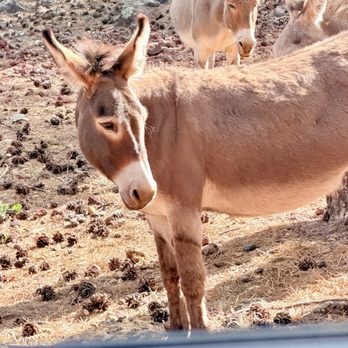 Bearizona - Burro - Zoos Near Me - Williams, Arizona