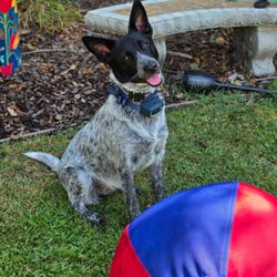 Western Feed & Pet Supply - Sammy